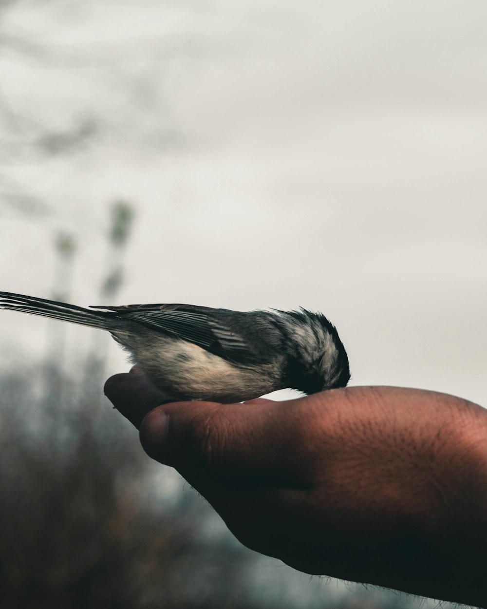 person holding gray and black bird