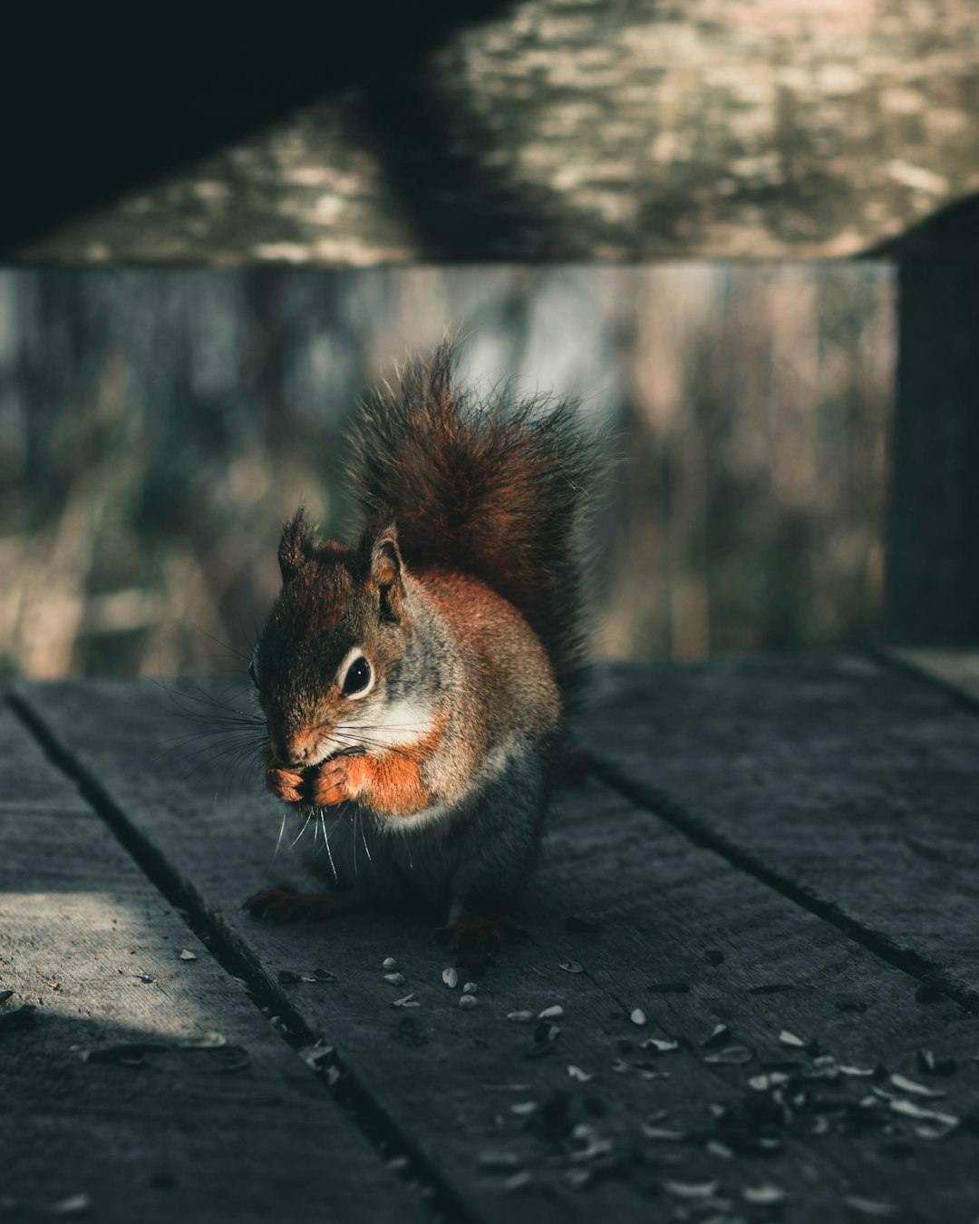 brown squirrel on brown wooden surface during daytime