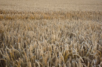 Golden flax plants ready for harvest in a rural landscape.