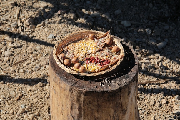 A woven basket sits on a wooden stump filled with various grains and seeds, including corn and small red beans. Surrounding the grains, small round objects resembling acorns are placed. The setting is outdoors on a dry, rocky surface with scattered stones and shadows cast across the ground.
