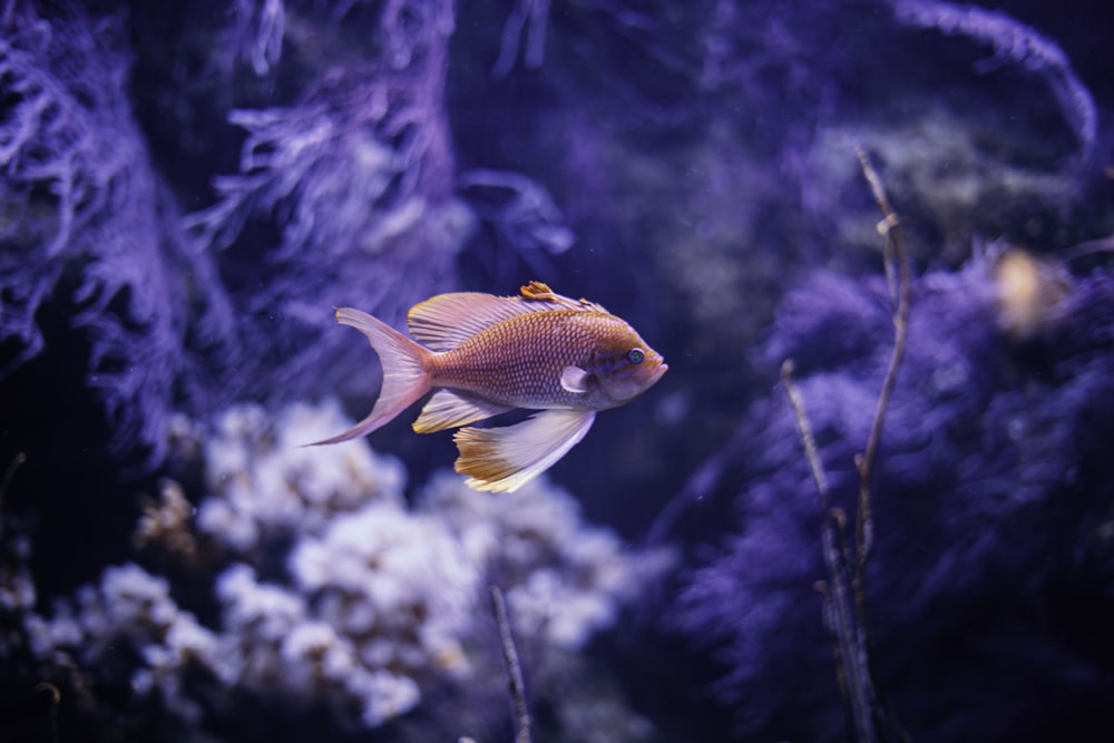 peixes laranja e branco na água