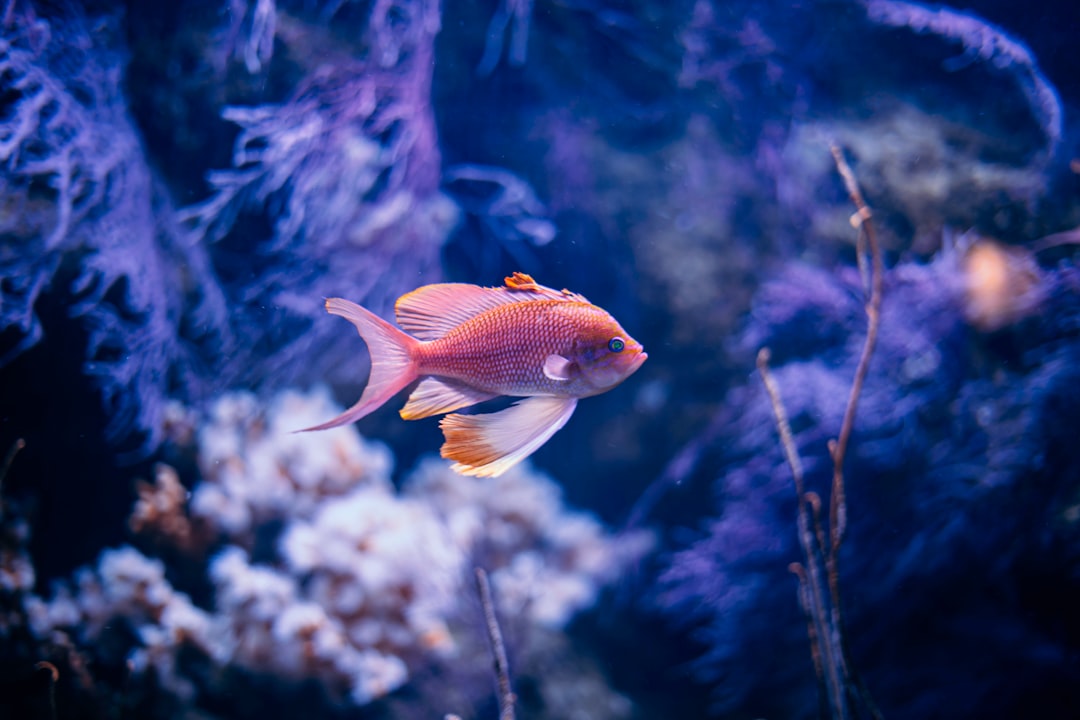 Underwater photo spot Valencia Spain