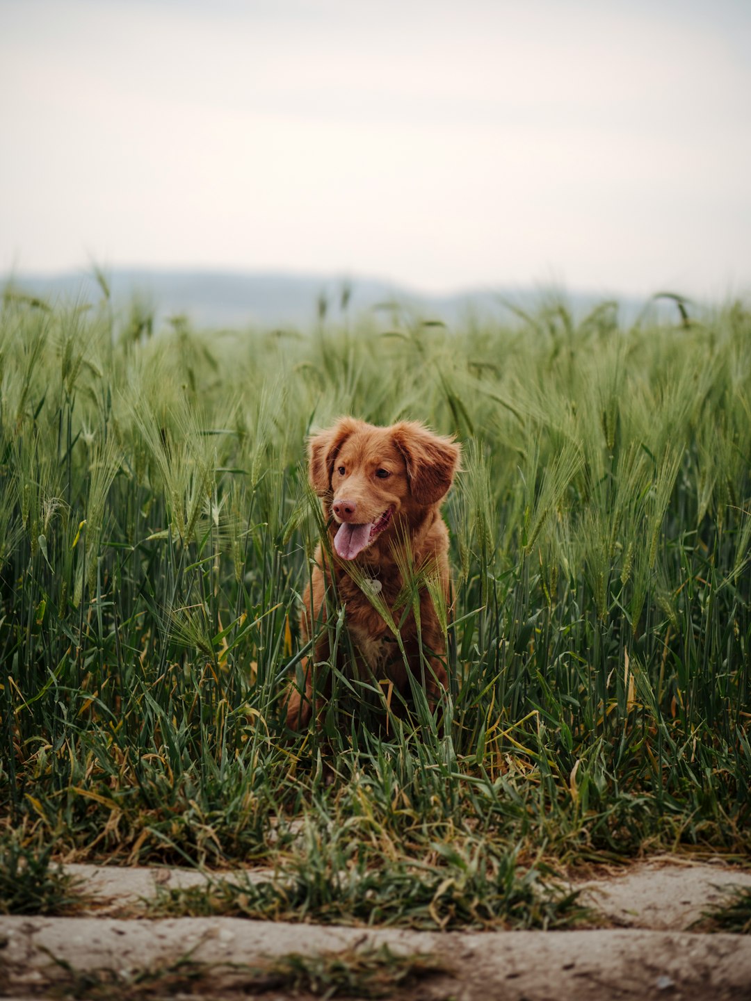 brown short coated puppy on green grass field during daytime