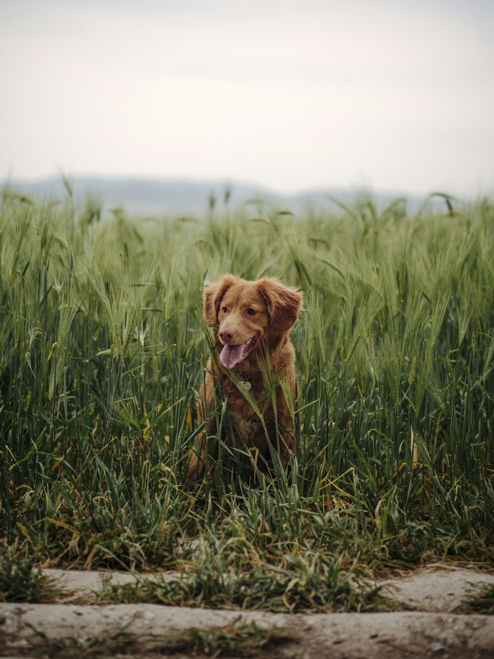 brown short coated puppy on green grass field during daytime