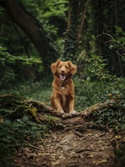 A happy dog exploring a lush forest trail.