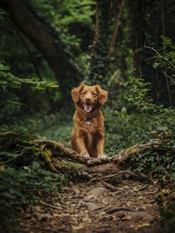 A happy dog on a forest trail surrounded by lush greenery under a bright sky.