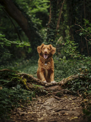 A happy dog enjoying a walk through a lush green forest trail.