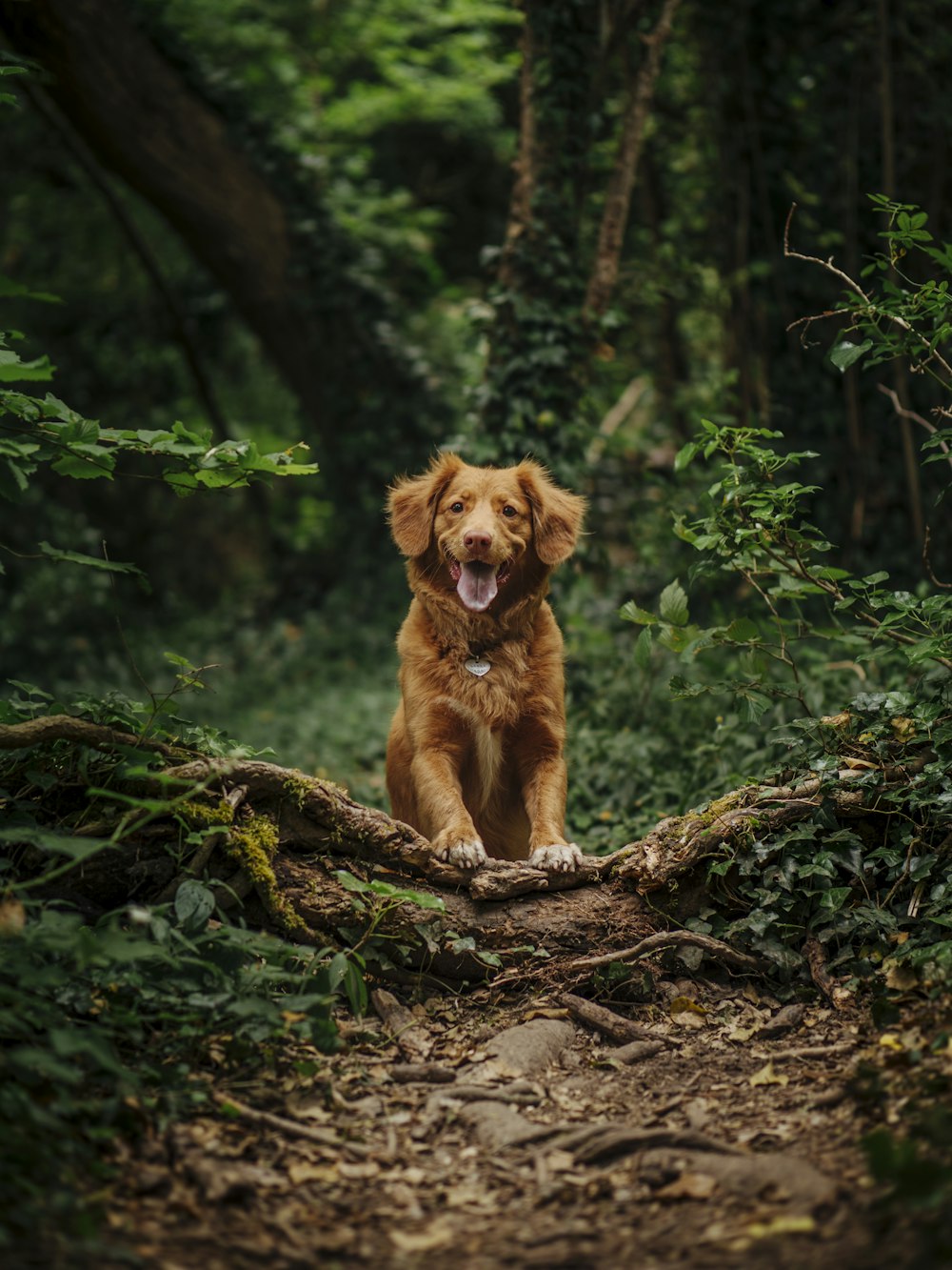 brown short coated dog running on brown soil