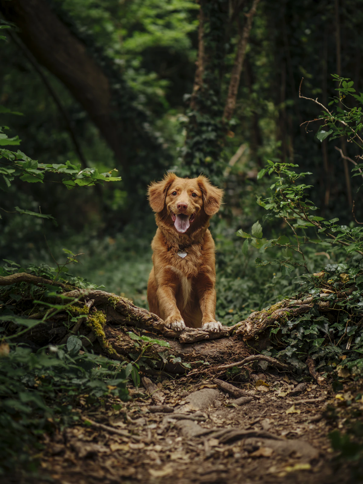 Close-up of a dog's paw and leg walking through tall green grass