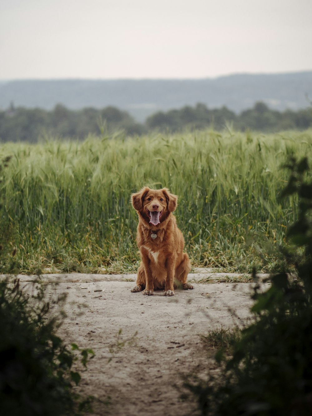 brown short coated dog sitting on gray concrete pathway between green grass field during daytime