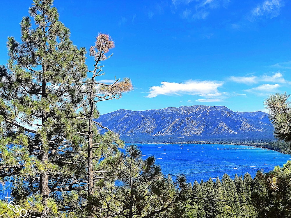 green trees near blue sea under blue sky during daytime