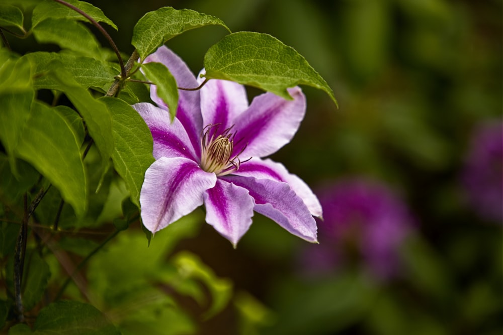 pink and white flower in tilt shift lens