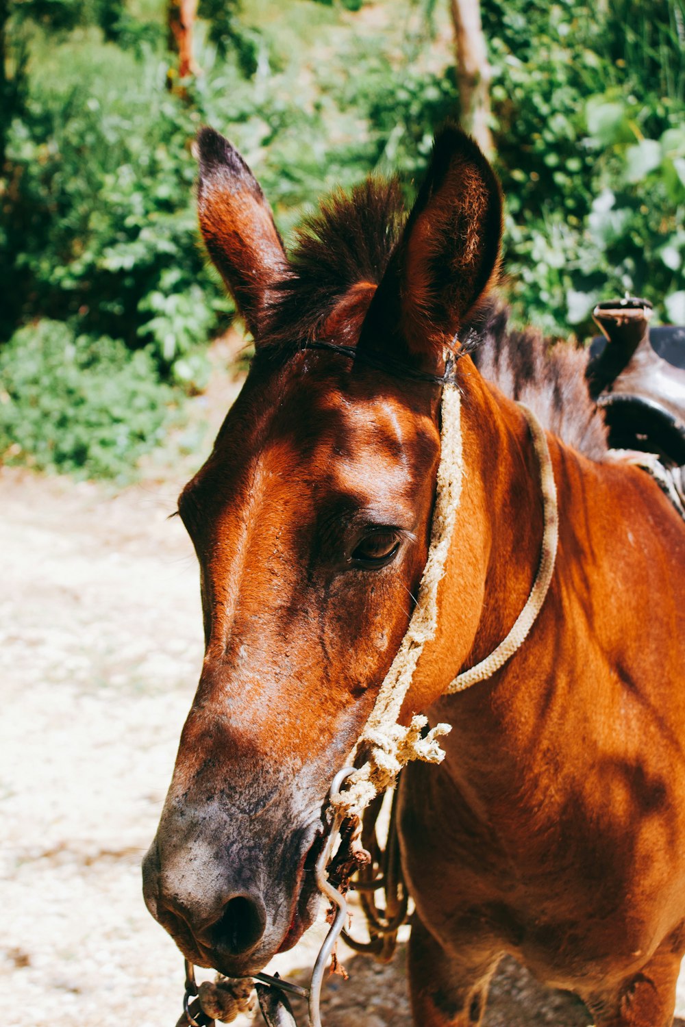 brown horse standing on brown soil during daytime