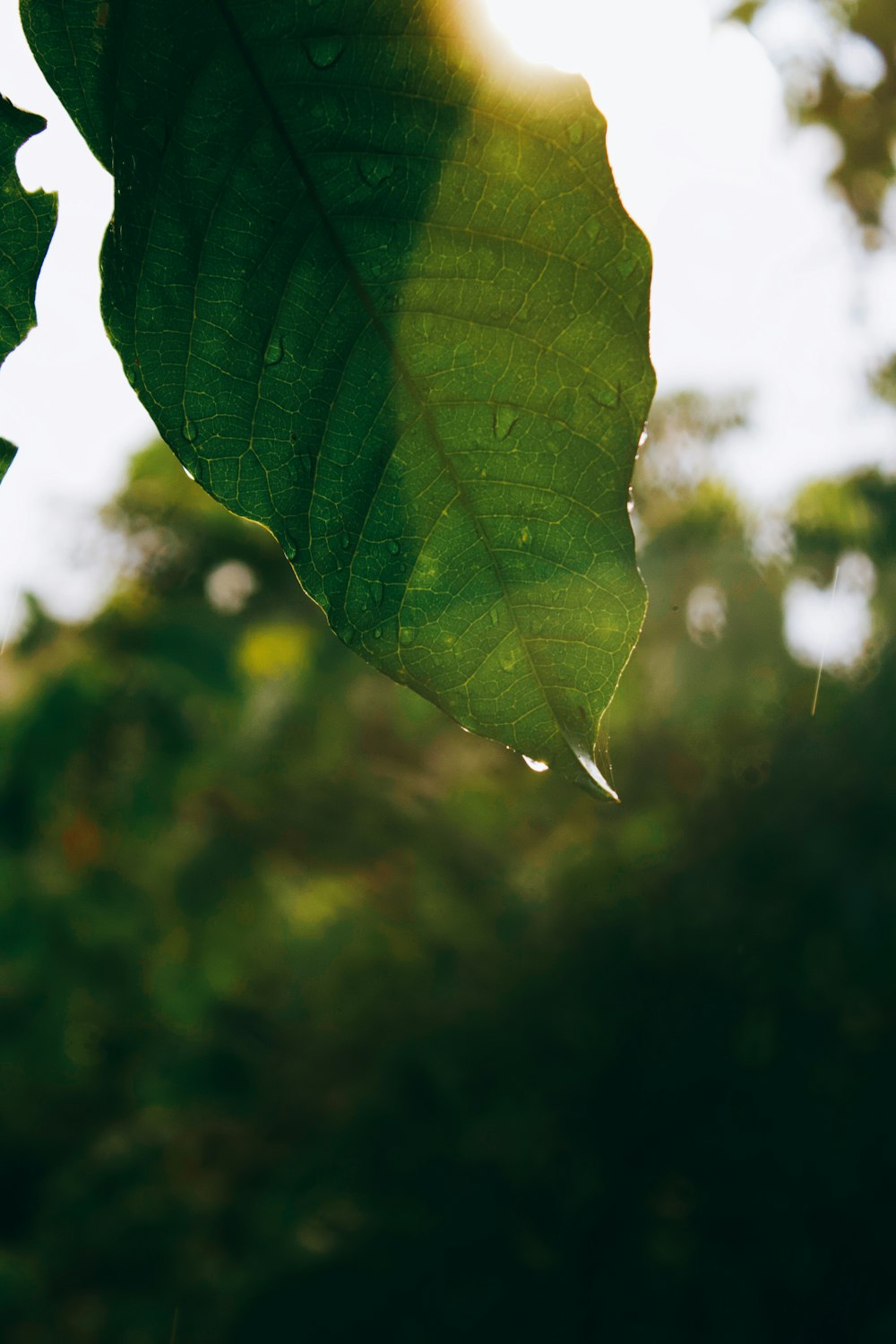 green leaf in close up photography