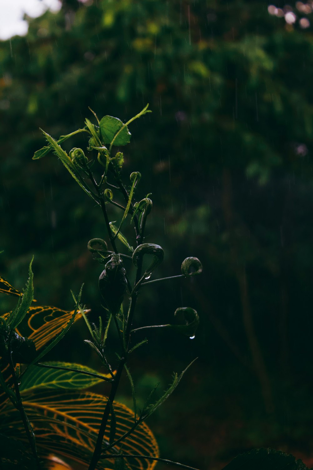 green plant in tilt shift lens