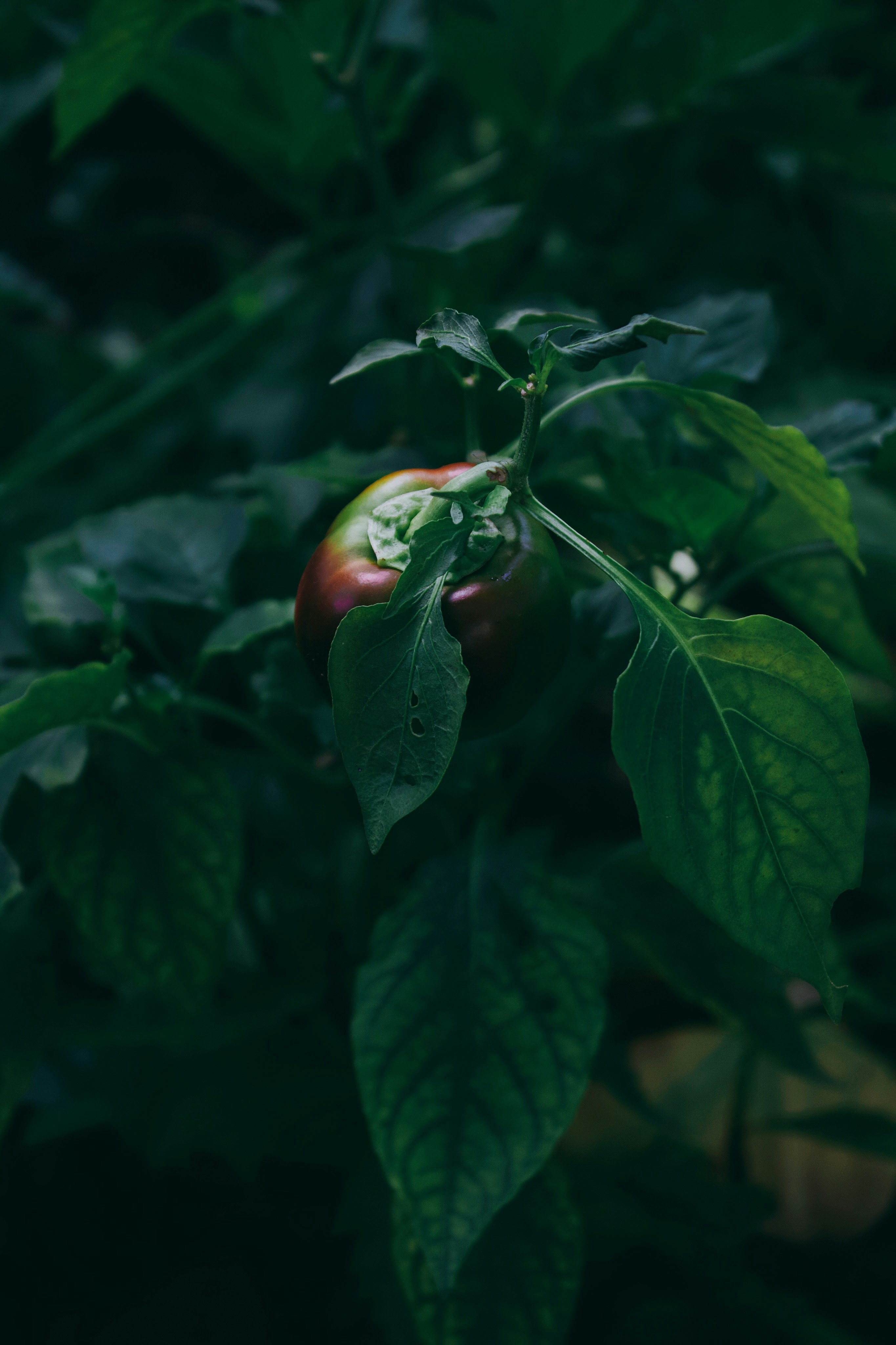 Photo by honeyyanibel