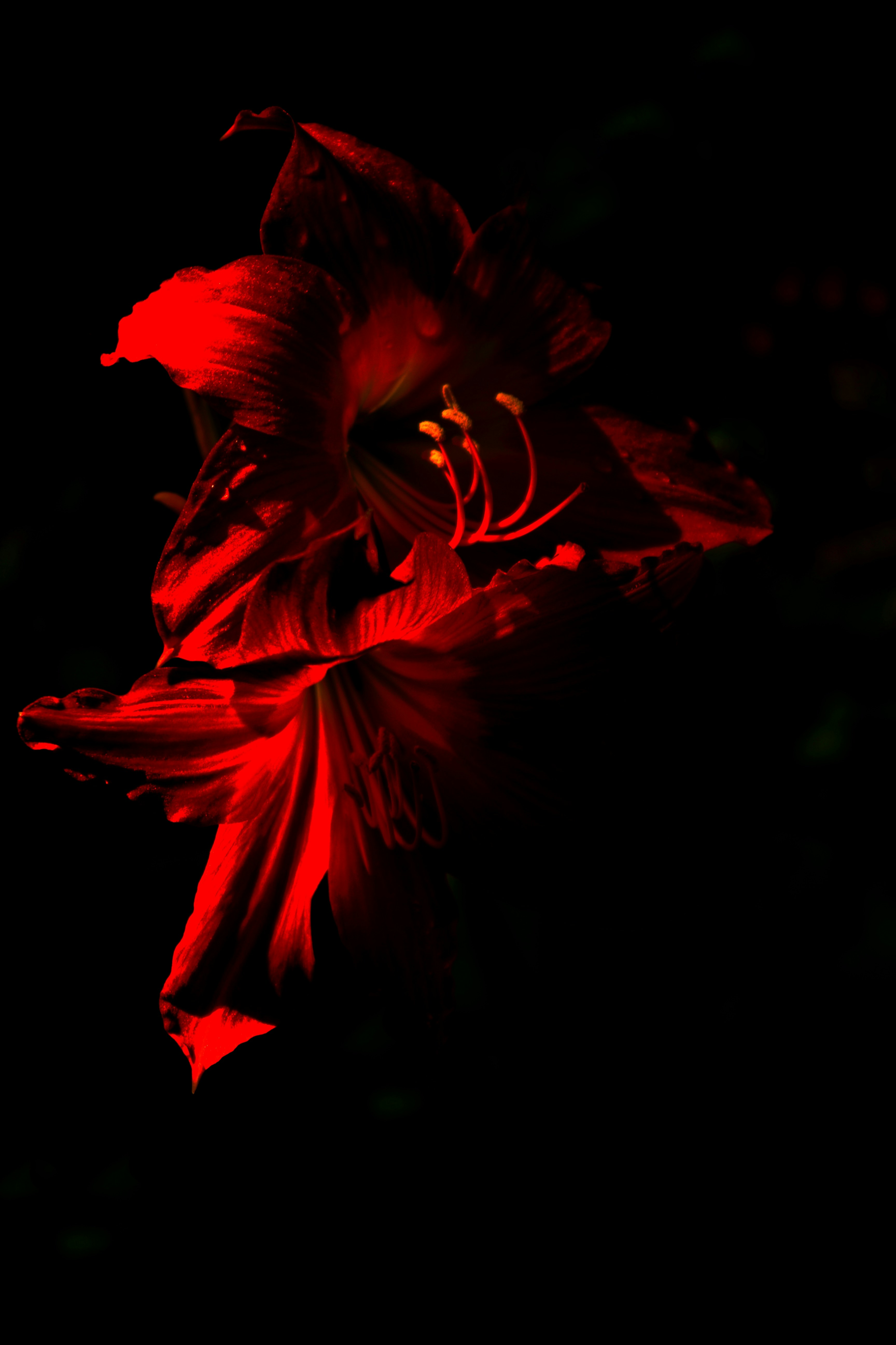 Photo by honeyyanibel