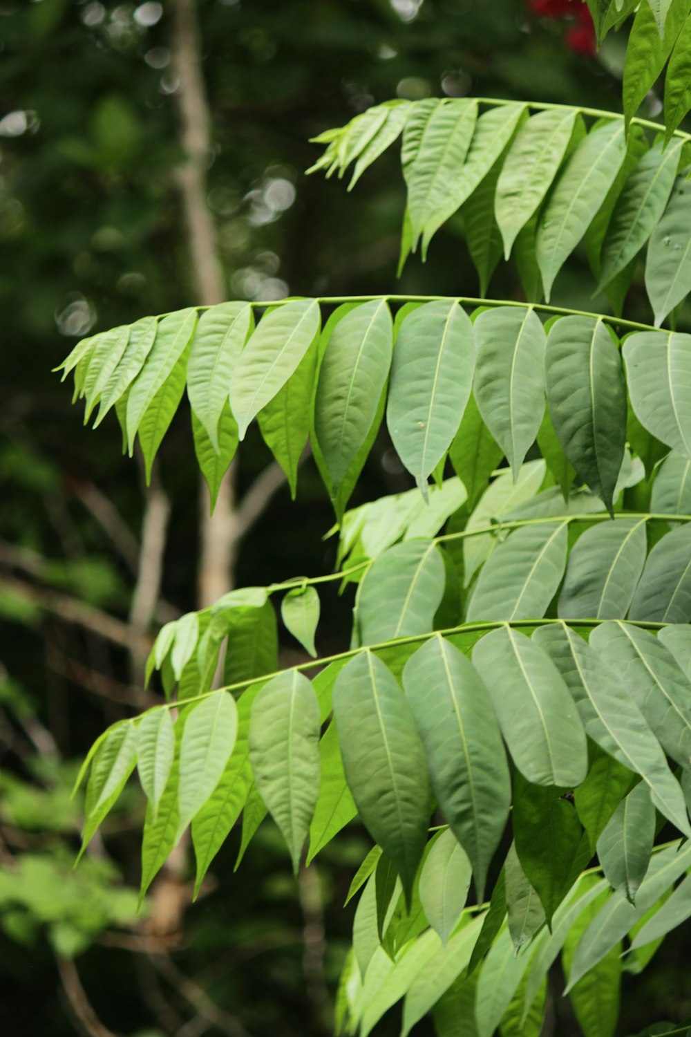 green leaf plant during daytime