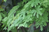 A lush cluster of bright green, feathery leaves, likely from a tropical plant, fills the image. The leaves are elongated and delicate, with smooth textures and a vibrant appearance. They overlap each other, creating a dense foliage effect.