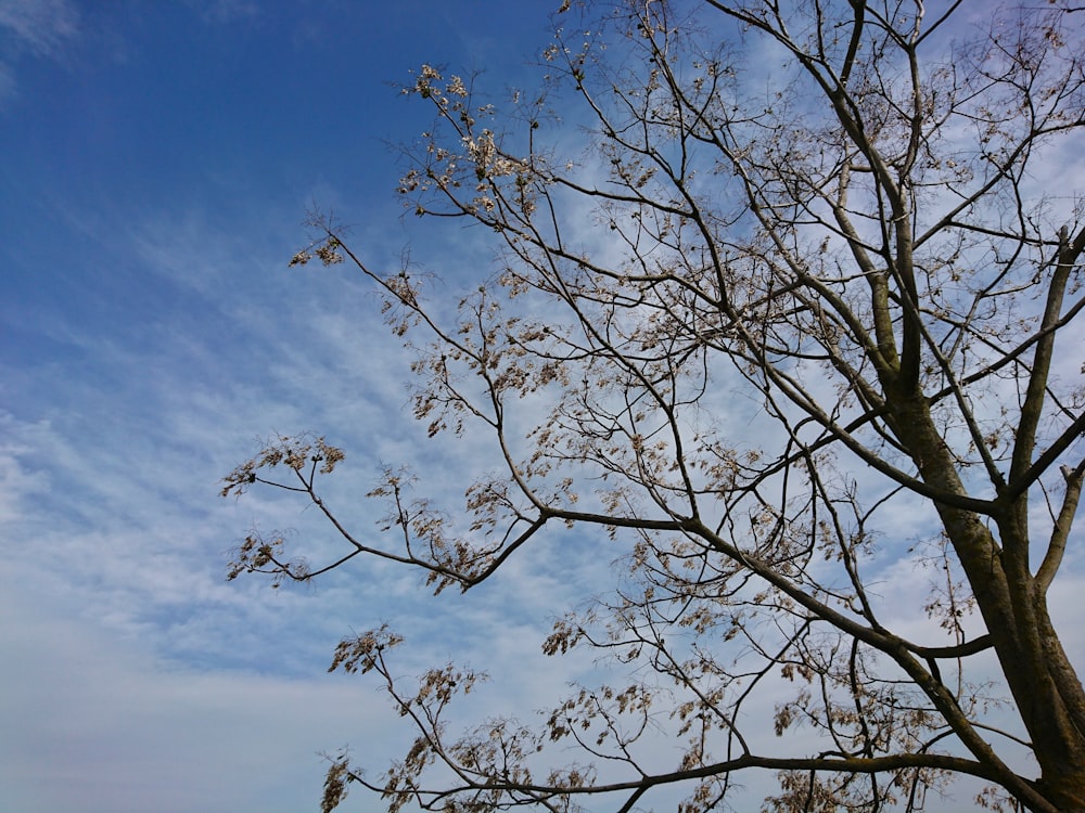 leafless tree under blue sky during daytime