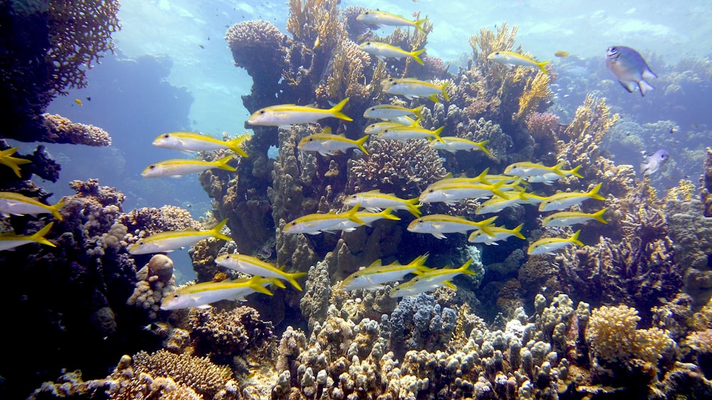 yellow and black fish under water