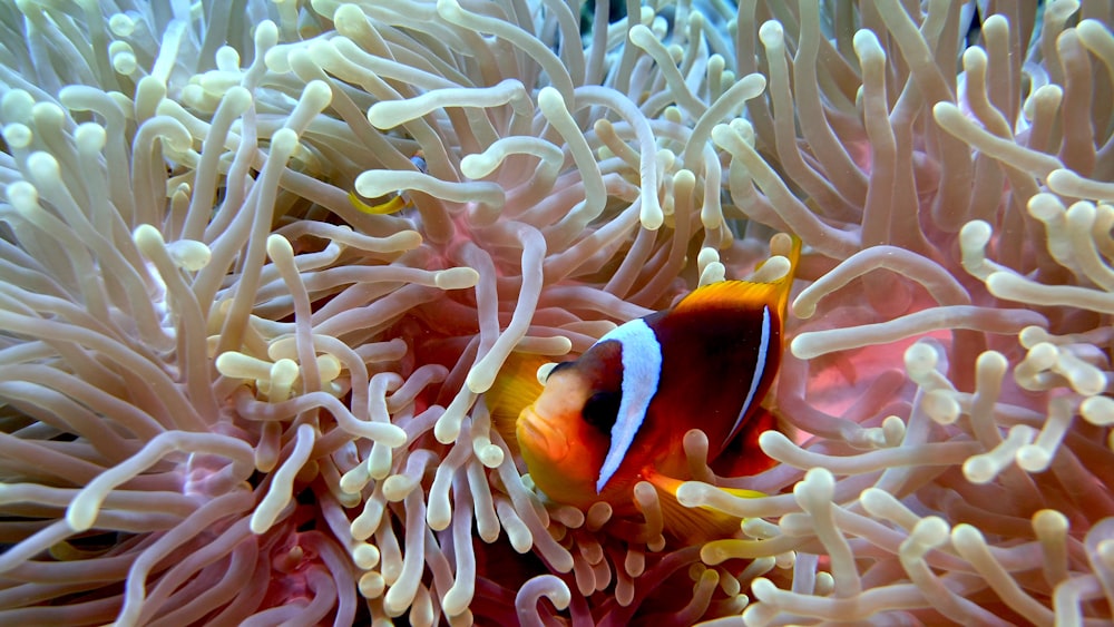 Poisson clown sur un récif de corail blanc
