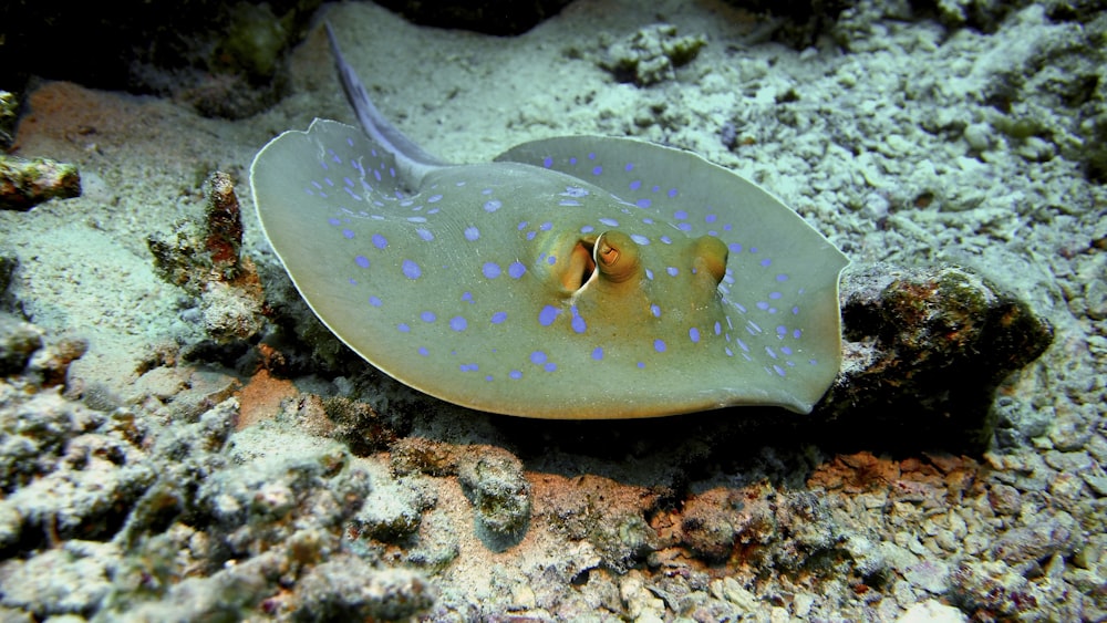 peixe de bolinhas preto e branco