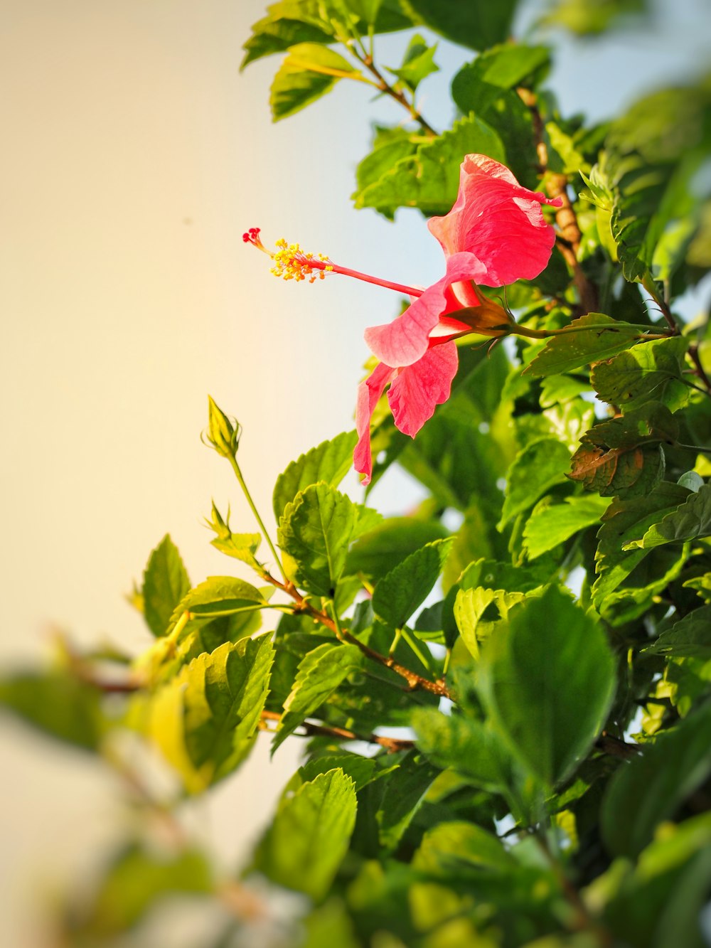 red hibiscus in bloom during daytime