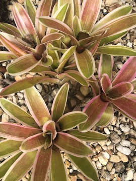 A cluster of bromeliad plants with elongated, pointed leaves displaying shades of green and pink. The plants are surrounded by a bed of small, round pebbles in earth tones, creating a natural garden setting.