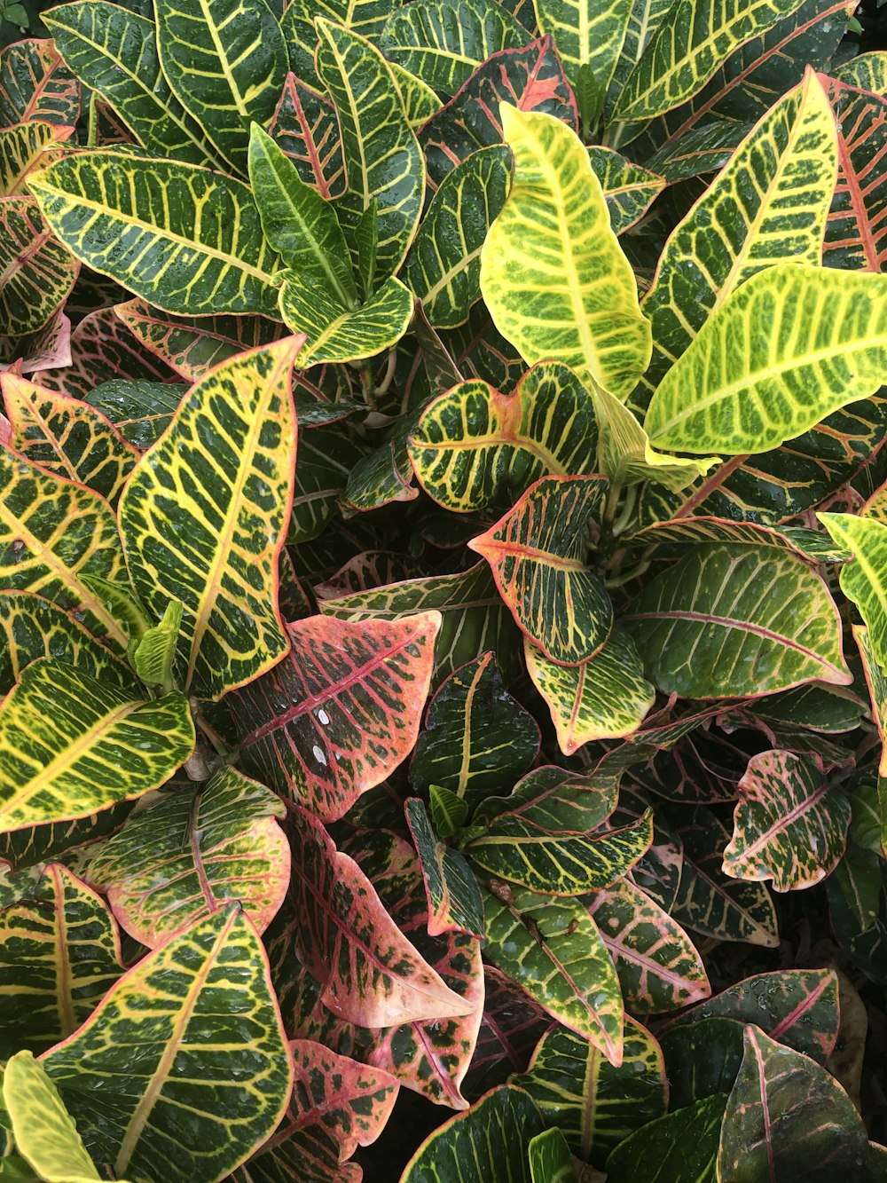 green and brown leaves on brown soil