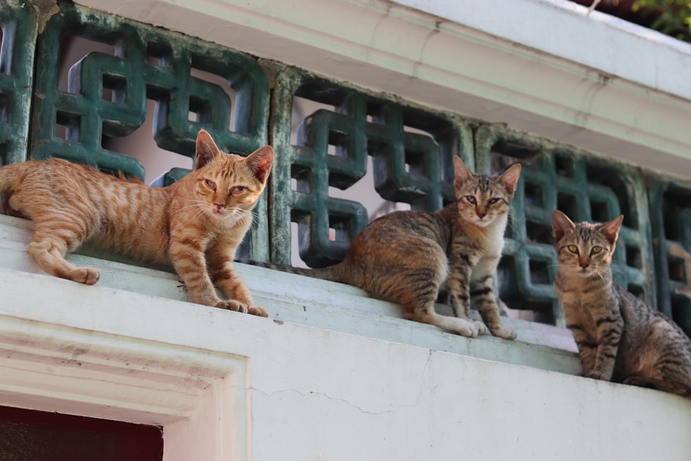 orange tabby cat on white wooden window