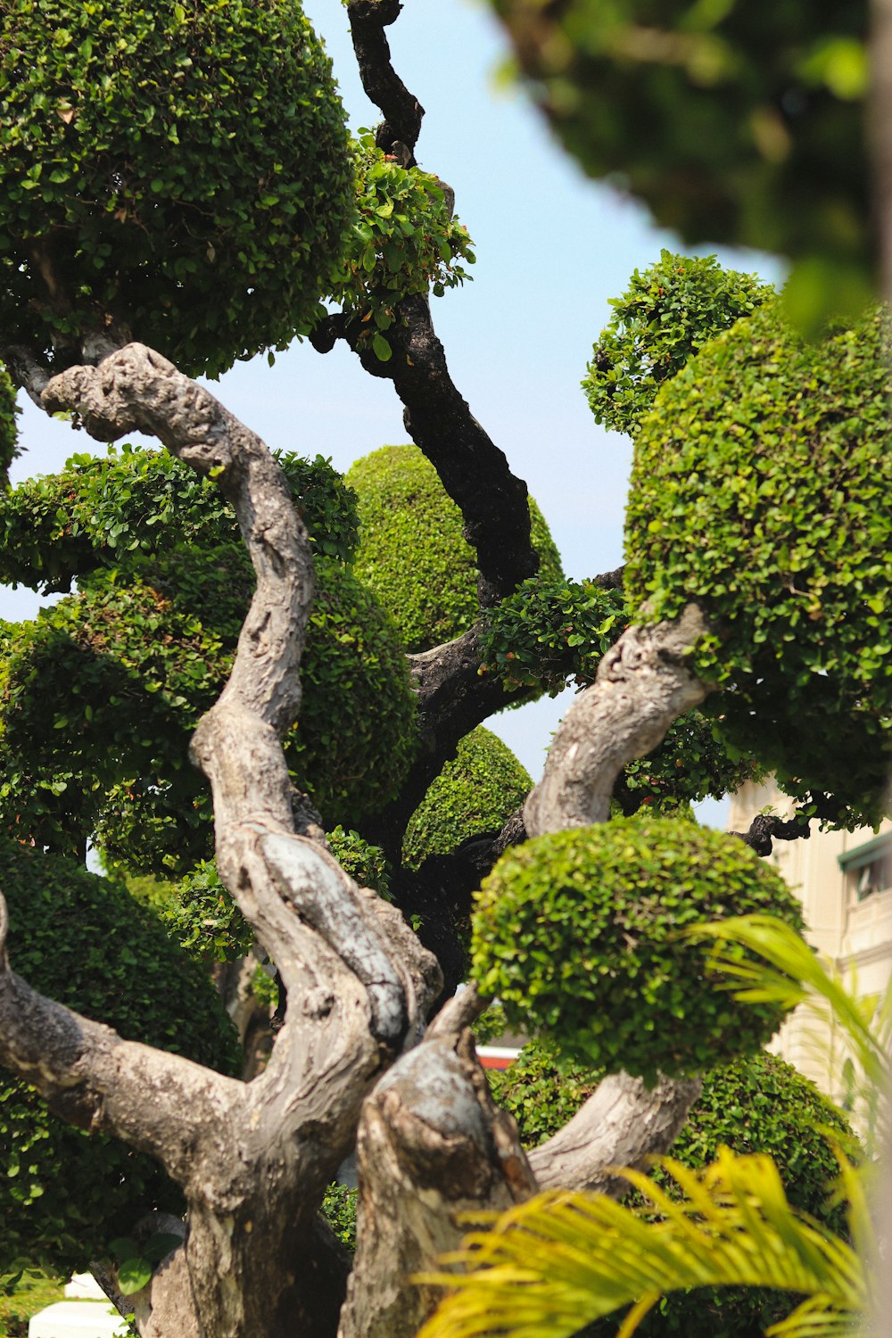 green tree near white building during daytime