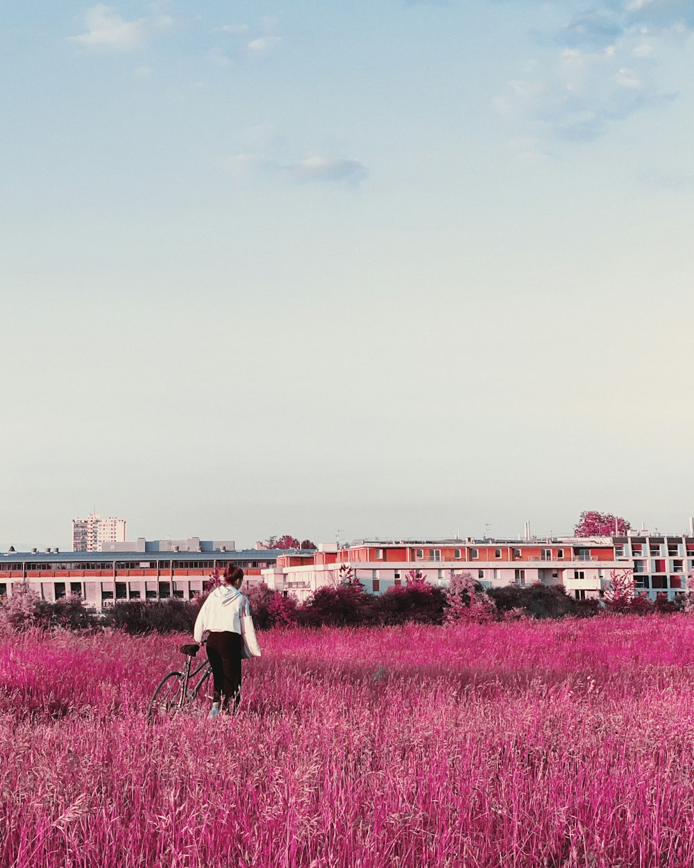 man and woman walking on purple flower field during daytime