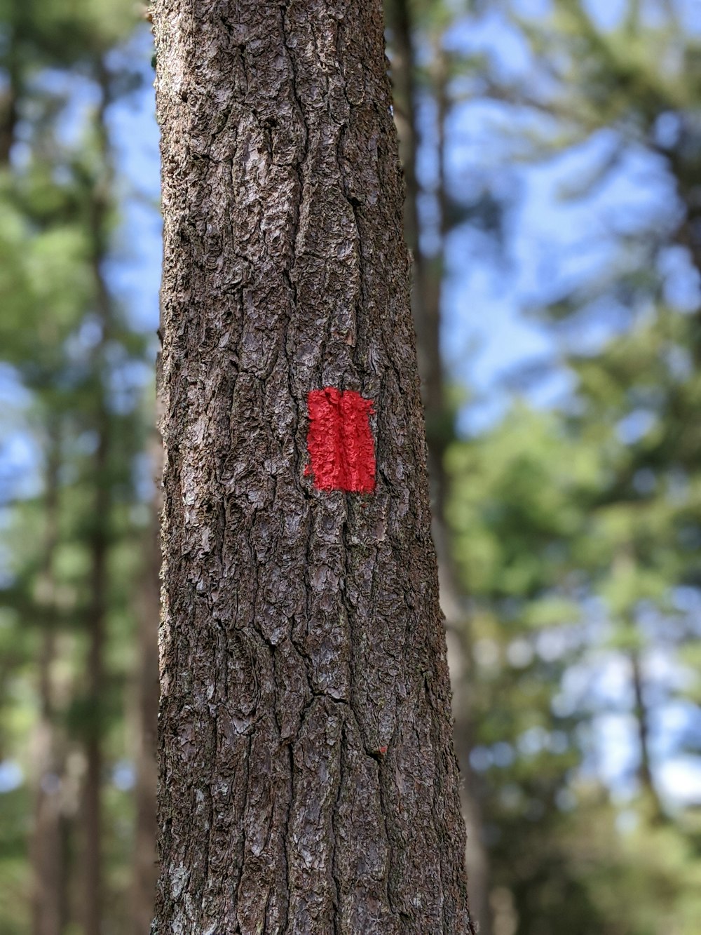 cuore rosso su tronco d'albero marrone durante il giorno