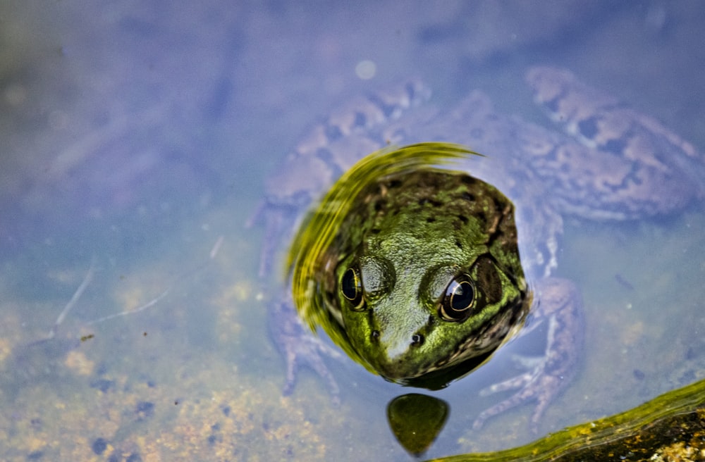 green frog in water during daytime