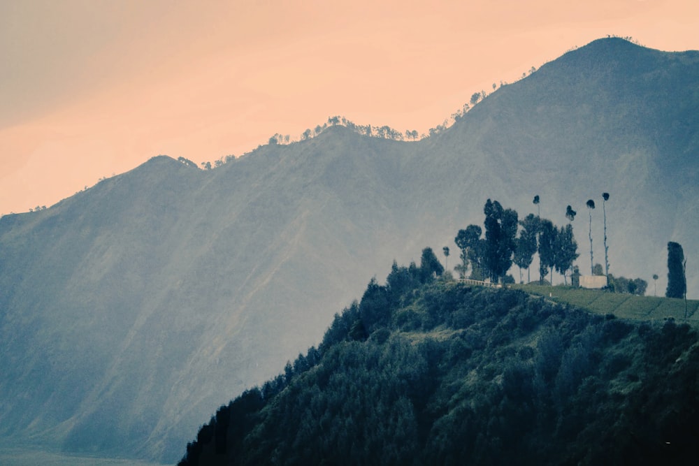 green trees on mountain during daytime