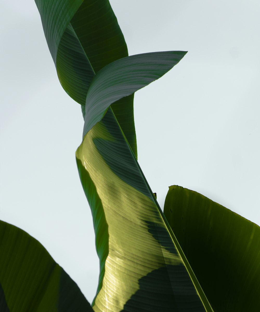 green banana leaf in close up photography