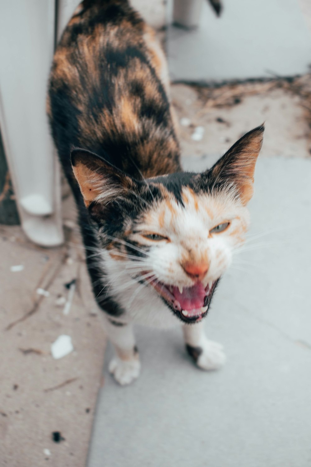 calico cat on white floor