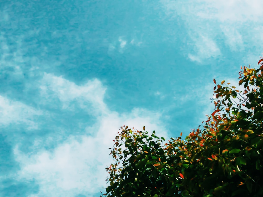 green tree under blue sky during daytime