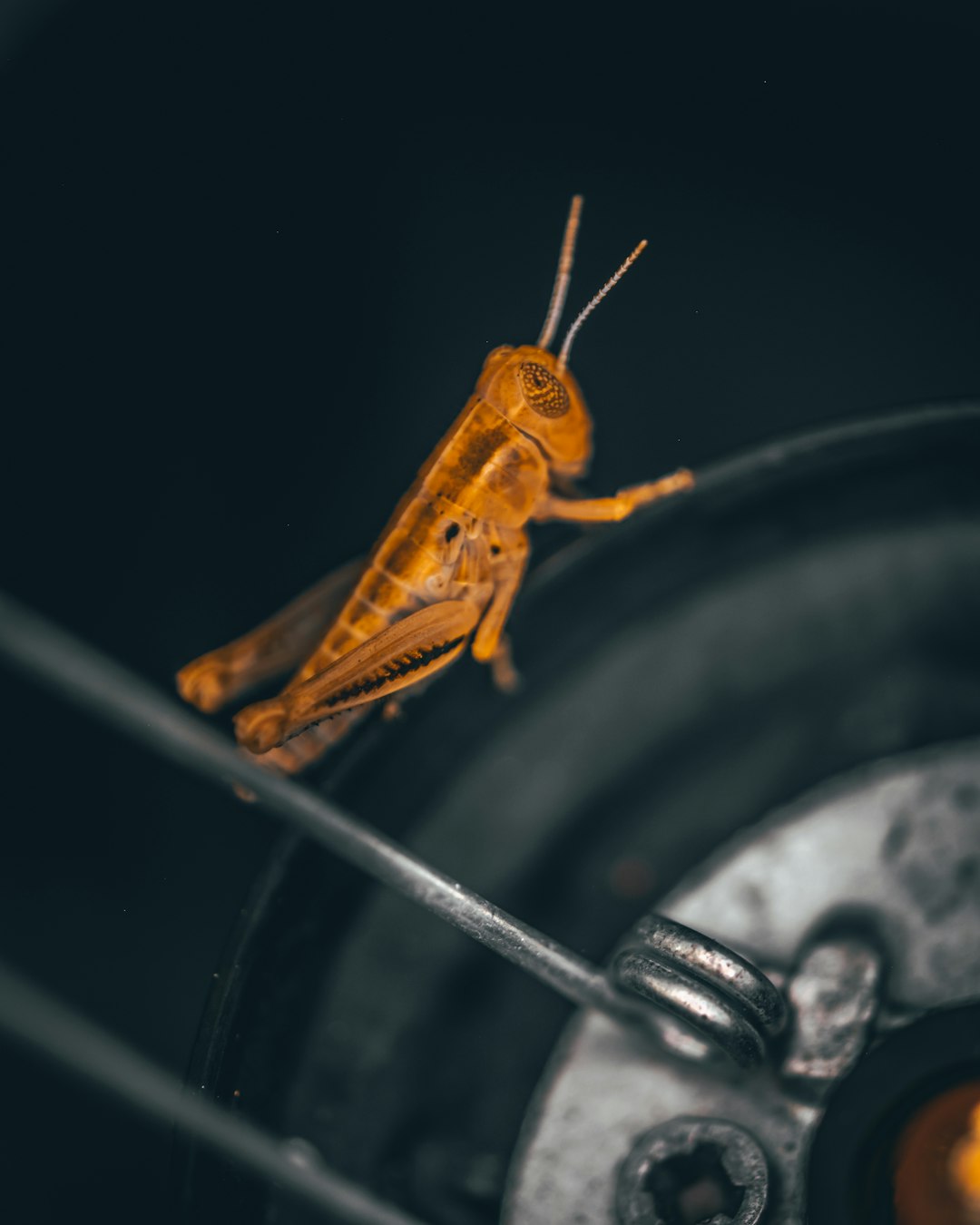 brown grasshopper on black surface