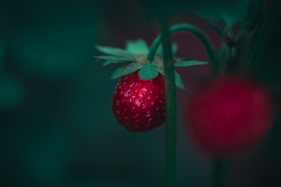 red strawberry in tilt shift lens