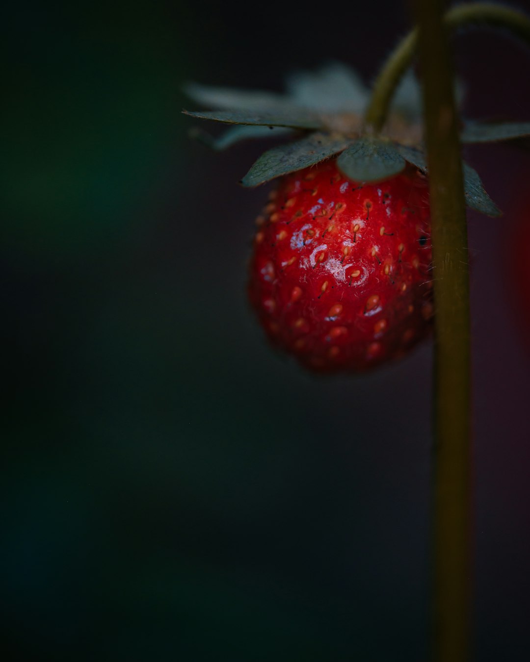 red strawberry in tilt shift lens