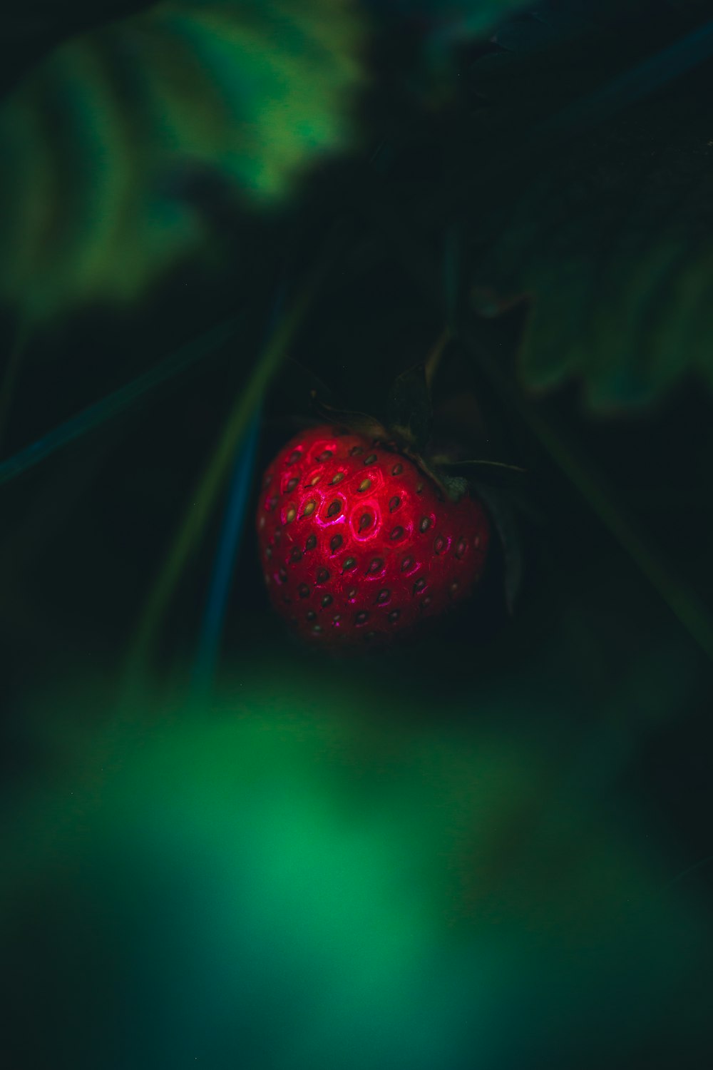 red strawberry in green background