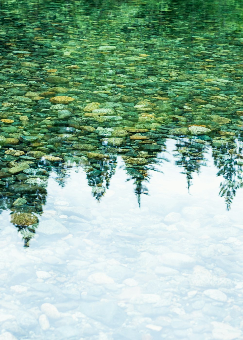 Grüne und weiße Seerosen auf dem Wasser