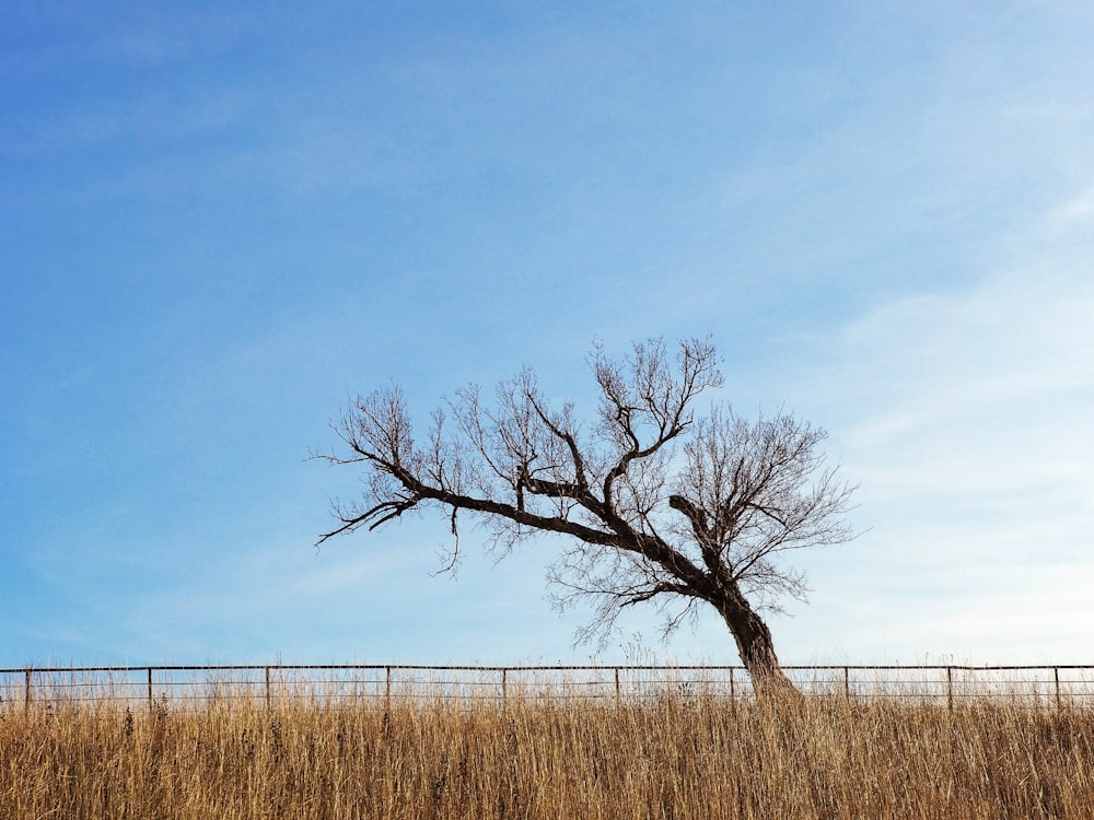 árbol sin hojas en un campo de hierba marrón bajo el cielo azul durante el día