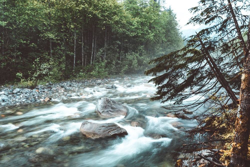 river in the middle of forest during daytime