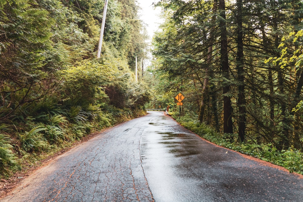 gray concrete road in between green trees during daytime