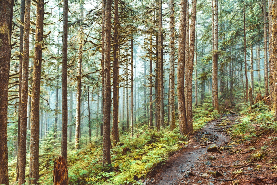 Forest photo spot Norvan Falls Trail Capilano River Hatchery