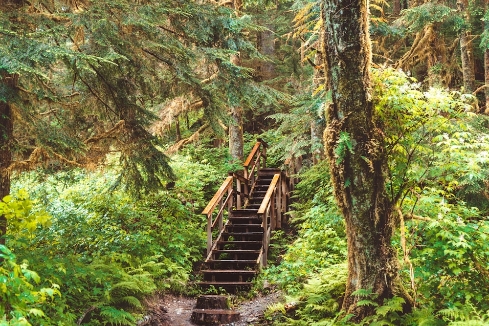 brown wooden bridge in the middle of forest