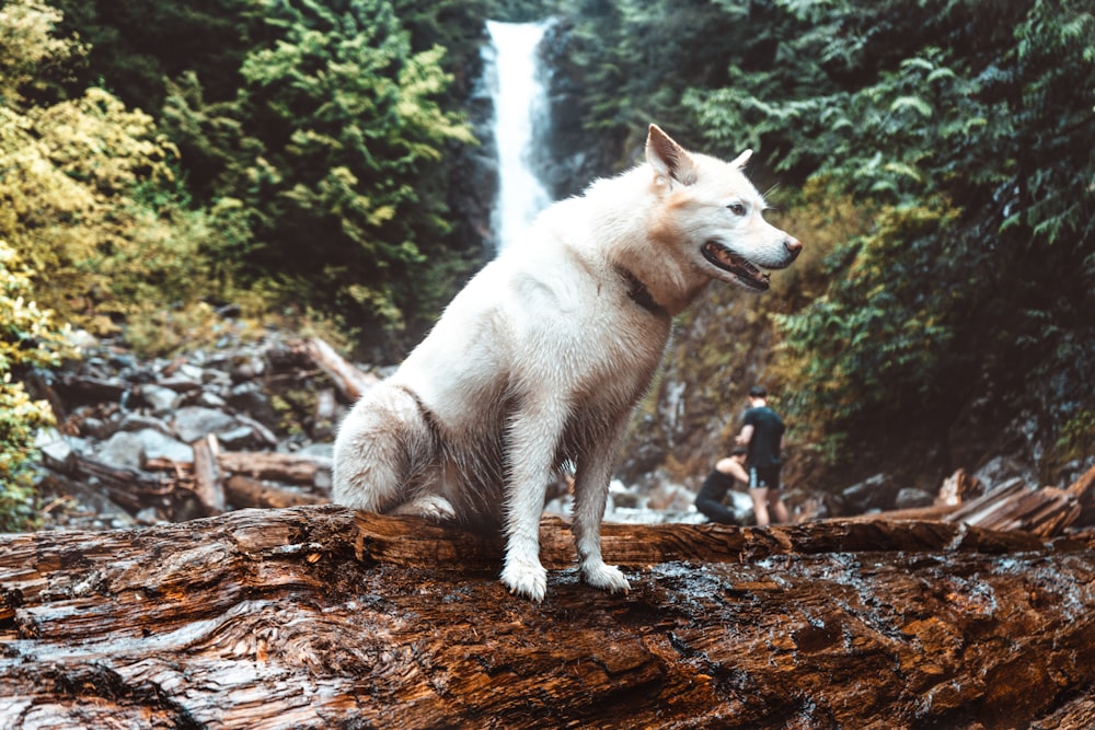 white wolf on brown dried leaves